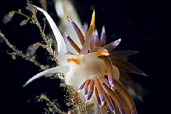 (Cratena peregrina) by Miro Polensek 